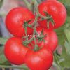 供应浙杂205-番茄种子