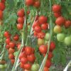 供应浙杂210-番茄种子