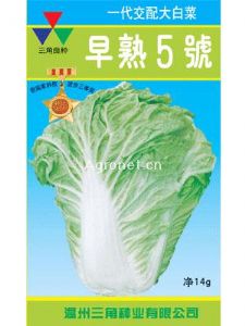 供应早熟5号—白菜种子
