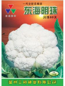 供应东海润珠80—花椰菜种子