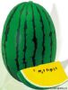供应金比特—西瓜种子