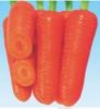 供应MS-641—胡萝卜种子
