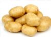 供应土豆（马铃薯）荷兰15