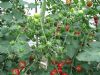 供应全美20—番茄种子