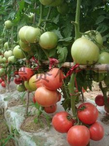 供应世纪粉冠王—番茄种子