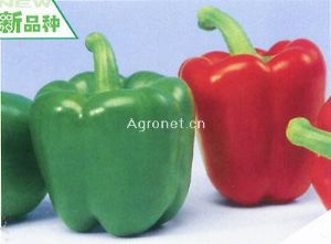 神鼎——甜椒种子
