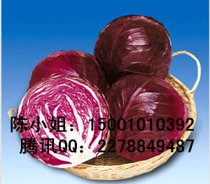 供应韩国赤紫色甘蓝种子