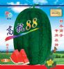 供应高抗88—西瓜种子
