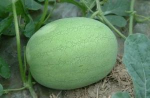 供应青皮西瓜—西瓜种子