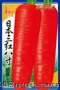 供应日本三红八寸——萝卜种子