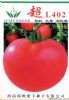 供应超L402—番茄种子