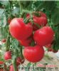 供应粉妮娜—高抗TY粉果番茄种子