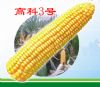 供应高科3号—玉米种子