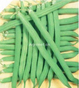 浓绿江户川——青刀豆种子