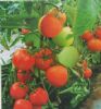 供应群兴早红—番茄种子