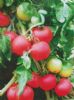 供应兴粉198—番茄种子