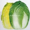 供应黄苑80—白菜种子