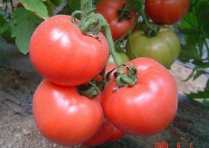 大量供应西红柿（番茄）