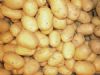 供应优质土豆（马铃薯）