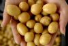 供应土豆脱毒种薯－－马铃薯种子