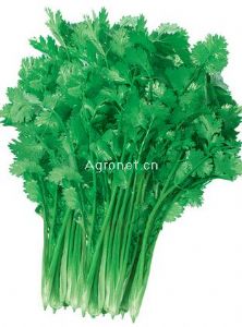 澳洲绿大叶香菜-香菜种子