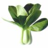 供应绿丽—油菜种子