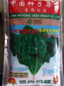 供应中种集团富士绿191—菠菜种子