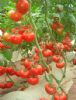 供应以色列6号—番茄种子
