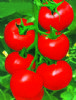 供应太阳神－番茄种子