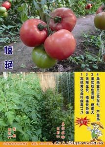 供应惊艳—番茄种子