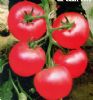 供应蒙娜丽莎—番茄种子
