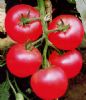 供应俄罗斯越冬王—番茄种子