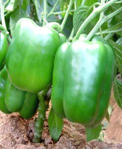 供应金童圆椒（长果型）—甜椒种子