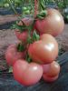 供应欧特粉(荷兰)—番茄种子