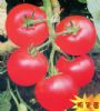 供应太空番茄—番茄种子