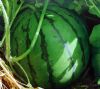 供应天王星—西瓜种子