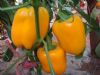 供应黄椒娜拉—甜椒种子
