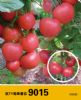 供应粉色抗TY 番茄9015—番茄种子