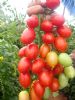 供应红色抗TY 小番茄 CT-319—番茄种子