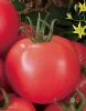 供应粉嘉21—番茄种子