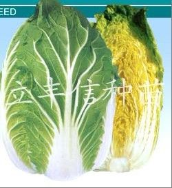 供应黄力75—白菜种子