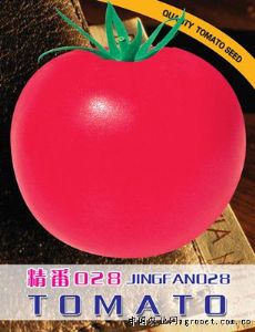 供应精番028——番茄种子