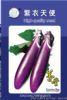 供应紫衣天使—茄子种子