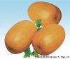 供应黄翠玉—甜瓜种子