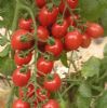 供应鸿福——番茄种子
