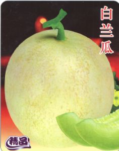 供应白兰瓜—甜瓜种子