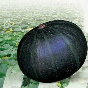 供应黑帅—南瓜种子