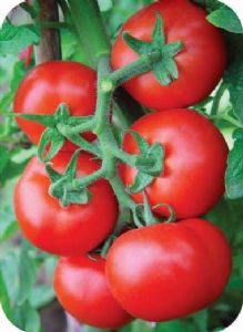 供应铁甲小宝—番茄种子