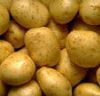 供应内蒙优质土豆