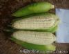 供应夏美糯2号（ZT-S79）—玉米种子